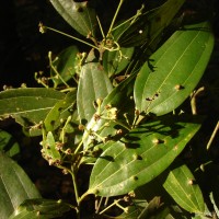 Cinnamomum capparu-coronde Blume